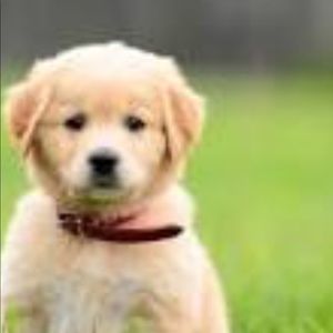 Meet your Posher, Kali